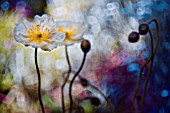 TWO WHITE POPPIES DIGITALLY MANIPULATED TO CREATE PAINTERLY EFFECT