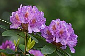 3505RhododendronRhododendron - Mountain rosebayRhododendron catawbiense