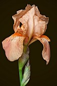 Iris, German Bearded iris, Iris germanica, Studio shot of peach coloured flower.