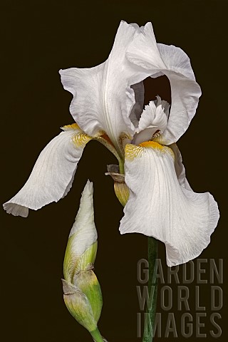Iris_German_Bearded_iris_Iris_germanica_Studio_shot_of_white_coloured_flower