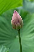 2385NelumboLotus - Sacred lotusNelumbo nucifera