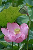 2385NelumboLotus - Sacred lotusNelumbo nucifera