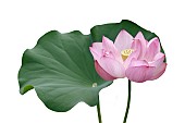 2385NelumboLotus - Sacred lotusNelumbo nucifera