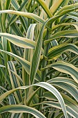 5040ArundoSpriped giant reedArundo donax Variegata