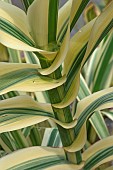 5040ArundoSpriped giant reedArundo donax Variegata