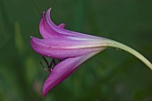 0600CrinumSwamp lilyCrinum x powellii