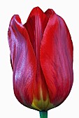 * 5441TulipaTulip - Didiers TulipTulipa x gesneriana