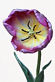 * 5441TulipaTulip - Didiers TulipTulipa x gesneriana