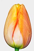 * 5441TulipaTulip - Didiers TulipTulipa x gesneriana