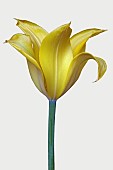 * 5441TulipaTulip - Didiers TulipTulipa x gesneriana