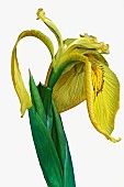 * 5442IrisIris - Ussuri irisIris maackiiUssuri iris (Iris maackii). Another scientific names are Iris pseudacorus var. mandshurica and Limniris maackii.