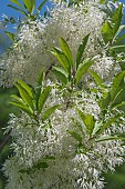 * 5444ChionanthusFringe TreeChionanthus virginicus