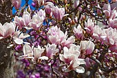 Magnolia, Magnolia x soulangeana Alba Superba, Pink blossoms growing outdoor on tree.