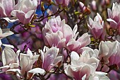 Magnolia, Magnolia x soulangeana Alba Superba, Pink blossoms growing outdoor on tree.