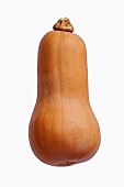 Squash, Butternut squash, Cucurbita moschata, Studio shot of single vegetable against white background.