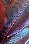 Canna lily, Indian shot, Canna x generalis, Close up showing pattern of leaf with water droplets.