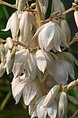 Yucca, Yucca filamentosa, Close up of white flowers growing outdoor.