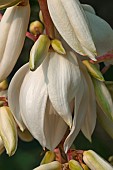 Yucca, Yucca filamentosa, Close up of white flowers growing outdoor.
