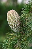 Deodar, Cedrus deodara, Close up detail of cone growing outdoor on the tree.