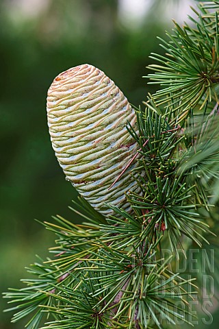 Deodar_Cedrus_deodara_Close_up_detail_of_cone_growing_outdoor_on_the_tree