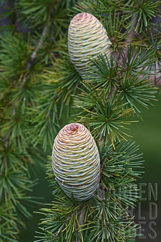 Deodar_Cedrus_deodara_Close_up_detail_of_cones_growing_outdoor_on_the_tree