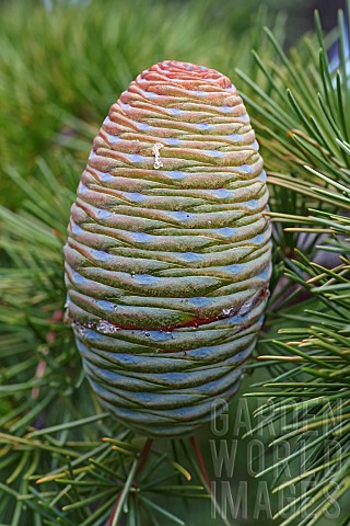 Deodar_Cedrus_deodara_Close_up_detail_of_cone_growing_outdoor_on_the_tree