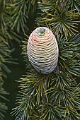 Deodar, Cedrus deodara, Close up detail of cone growing outdoor on the tree.