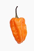 Chilli, Habanero chilli, Capsicum chinense Habanero, Studio shot of orange coloured fruit against white background.