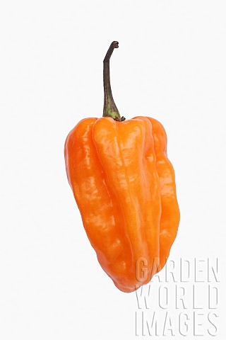 Chilli_Habanero_chilli_Capsicum_chinense_Habanero_Studio_shot_of_orange_coloured_fruit_against_white