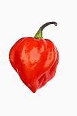 Chilli, Habanero chilli, Capsicum chinense Habanero, Studio shot of red fruit against white background.