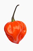 Chilli, Habanero chilli, Capsicum chinense Habanero, Studio shot of orange coloured fruit against white background.