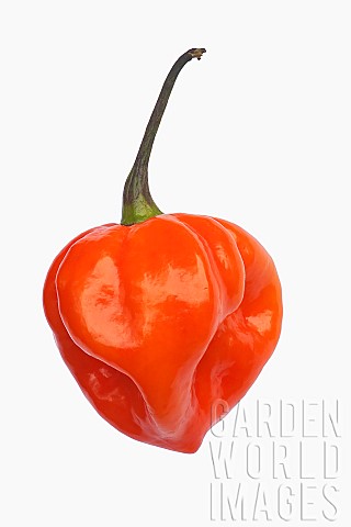 Chilli_Habanero_chilli_Capsicum_chinense_Habanero_Studio_shot_of_orange_coloured_fruit_against_white