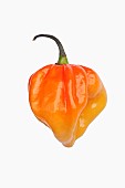 Chilli, Habanero chilli, Capsicum chinense Habanero, Studio shot of orange coloured fruit against white background.