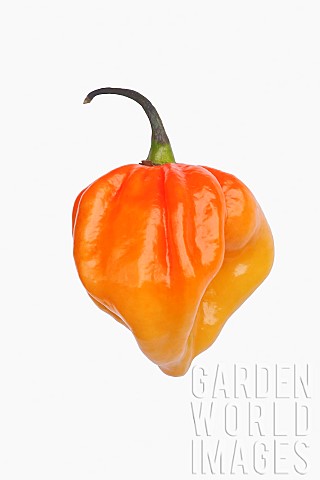 Chilli_Habanero_chilli_Capsicum_chinense_Habanero_Studio_shot_of_orange_coloured_fruit_against_white