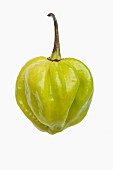 Chilli, Habanero chilli, Capsicum chinense Habanero, Studio shot of green fruit against white background.