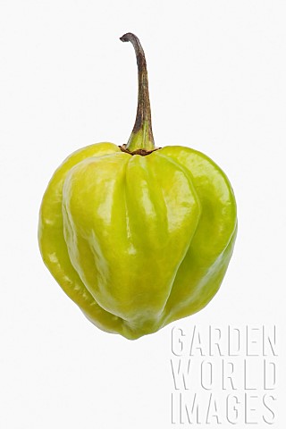 Chilli_Habanero_chilli_Capsicum_chinense_Habanero_Studio_shot_of_green_fruit_against_white_backgroun