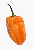 Chilli, Habanero chilli, Capsicum chinense Habanero, Studio shot of orange coloured fruit against white background.