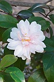 Camellia, Camellia Jean May, Camellia sasanqua Jean May, Delicate pink coloured flower growing outdoor.