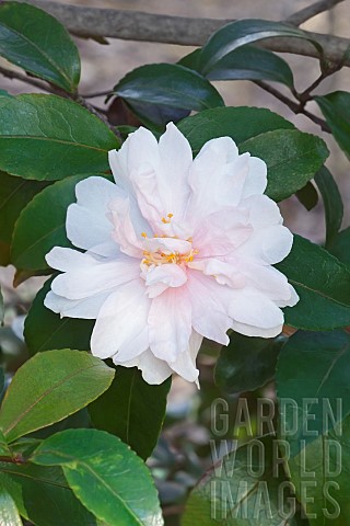 Camellia_Camellia_Jean_May_Camellia_sasanqua_Jean_May_Delicate_pink_coloured_flower_growing_outdoor