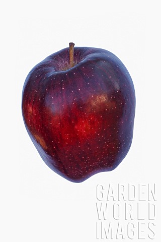 Apple_Apple_Red_Delicious_Malus_domestica_Red_Delicious_Studio_shot_of_red_fruit_against_white_backg
