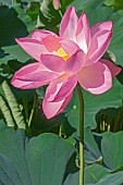 Lotus, Sacred lotus, Nelumbo nucifera, Close up of pink coloured flower growing outdoor.