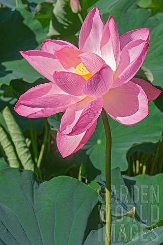 Lotus_Sacred_lotus_Nelumbo_nucifera_Close_up_of_pink_coloured_flower_growing_outdoor