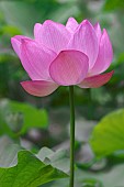 Lotus, Sacred lotus, Nelumbo nucifera, Close up of pink coloured flower growing outdoor.
