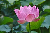 Lotus, Sacred lotus, Nelumbo nucifera, Close up of pink coloured flower growing outdoor.