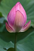 Lotus, Sacred lotus, Nelumbo nucifera, Close up of pink coloured flower growing outdoor.