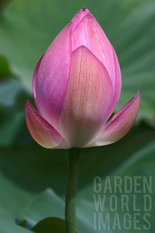 Lotus_Sacred_lotus_Nelumbo_nucifera_Close_up_of_pink_coloured_flower_growing_outdoor