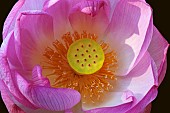 Lotus, Sacred lotus, Nelumbo nucifera, Close up of pink coloured flower growing outdoor showing stamen.