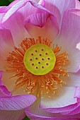 Lotus, Sacred lotus, Nelumbo nucifera, Close up of pink coloured flower growing outdoor showing stamen.