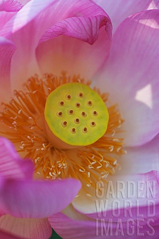 Lotus_Sacred_lotus_Nelumbo_nucifera_Close_up_of_pink_coloured_flower_growing_outdoor_showing_stamen