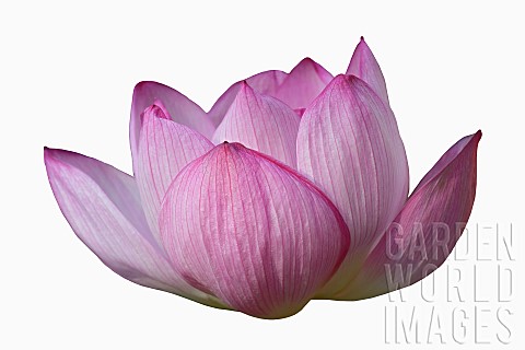 Lotus_Sacred_lotus_Nelumbo_nucifera_Close_up_of_pink_coloured_flower_cut_out_from_its_background